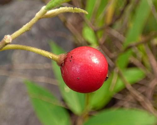 Muntingia Seeds Heirloom Non-GMO High Germination Organic Garden Seeds for Planting