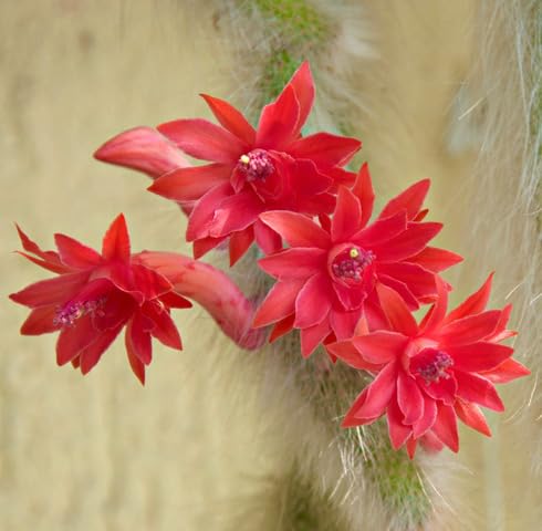 Red Colademononis Flower Seeds – Heirloom, Non-GMO, High Germination Organic Garden Seeds for Planting