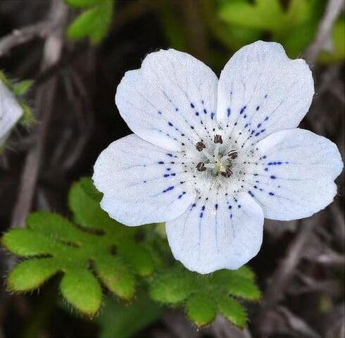 White Nemophila Menziesii Flower Seeds – Heirloom, Non-GMO, High Germination Organic Garden Seeds for Planting
