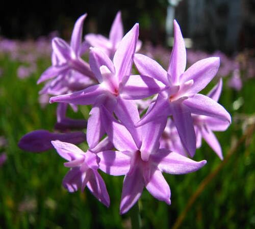 Purple Agapanthus Flower Seeds Heirloom Non-GMO High Germination Organic Garden Seeds for Planting