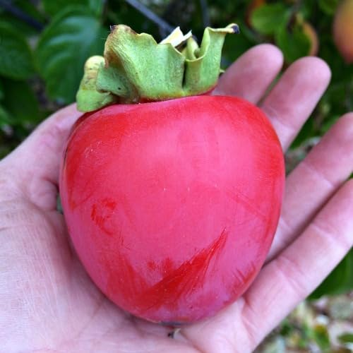 Red Permission Seeds – Heirloom, Non-GMO, High Germination Organic Garden Seeds