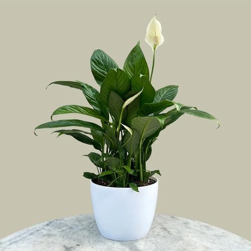 White Spathiphyllum Flower Seeds for Planting – Heirloom, Non-GMO, High Germination