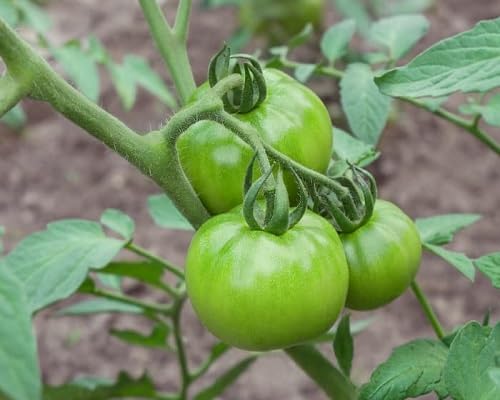 Grüne Tomate – Alte Sorte, gentechnikfrei, hohe Keimrate, Bio-Gartensaatgut zum Pflanzen