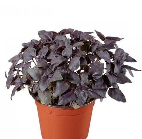 Semillas de Albahaca Morada Cepa Antigua Sin OGM Alta Germinación Semillas Orgánicas para Jardín