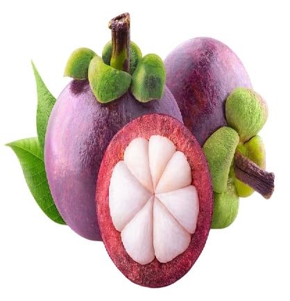 Mangostan-Samen – Alte Sorte, gentechnikfrei, hohe Keimrate, Bio-Gartensamen