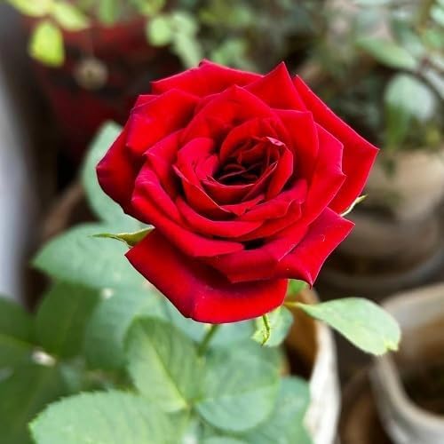 Red Mini Rose Flower Seeds for Planting – Heirloom Non-GMO High Germination Organic Garden Seeds