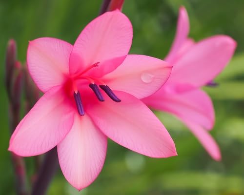 Watsonia Flower Seeds – Heirloom, Non-GMO, High Germination Organic Garden Seeds for Planting