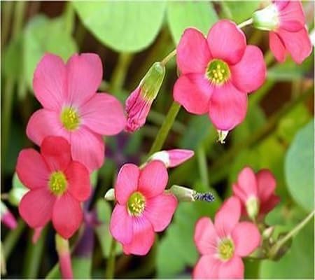 Oxalis Flower Seeds – Heirloom, Non-GMO, High Germination Organic Garden Seeds for Planting