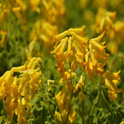 Yellow Corydalis Flower Seeds – Heirloom, Non-GMO, High Germination Organic Garden Seeds