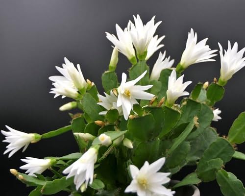 White Rhipsalidopsis Flower Seeds for Planting – Heirloom Non-GMO High Germination Organic Garden Seeds