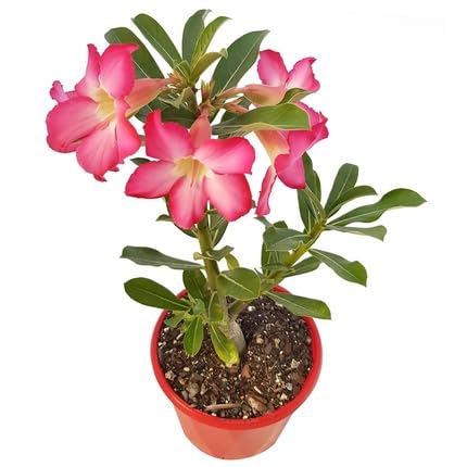 adenium flower flower seeds