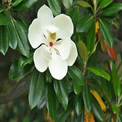 white magnolia flower seeds