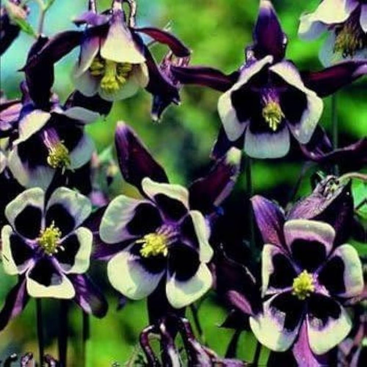William Guinness Columbine Seeds for Planting