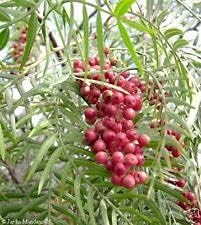 redpeppercorntreeheirloomnongmo flower seeds