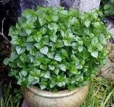 Peperomia Pellucida herb seeds