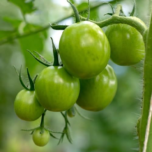 Grüne Tomatensamen – Alte Sorte, gentechnikfrei, keimstark, Bio-Gartensamen zum Anpflanzen