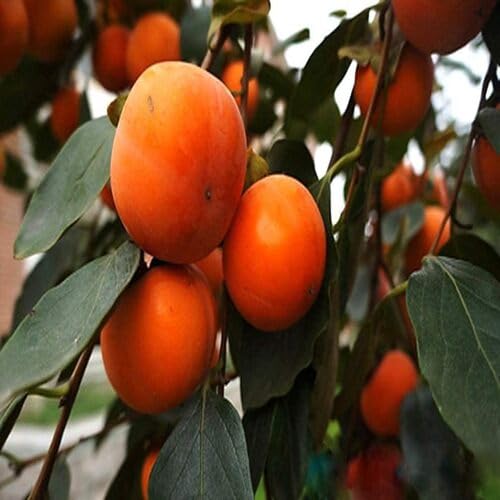 Orange Persimmon Seeds – Heirloom, Non-GMO, High Germination Organic Garden Seeds