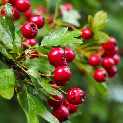Red Hawthorn Seeds – Heirloom Non-GMO High Germination Organic Garden Seeds for Planting