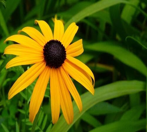 Yellow Rudbeckia Flower Seeds for Planting – Heirloom, Non-GMO, High Germination Organic Garden Seeds
