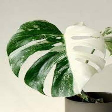 monstera green white heirloom non-gmo seeds