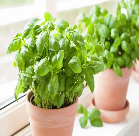 Green Tulsi herb seeds