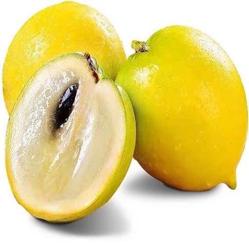 Abiu Seeds for Planting Heirloom Non-GMO High Germination Organic Garden Seeds
