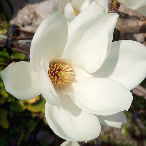 White Magnolia Yulan Flower Seeds – Heirloom Non-GMO Seeds for Planting