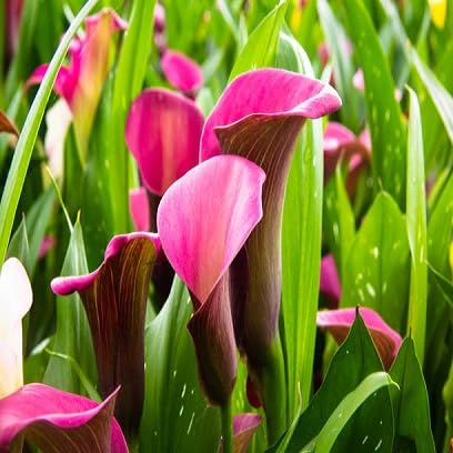 Calla Flower Seeds – Heirloom, Non-GMO, High Germination Organic Garden Seeds for Planting