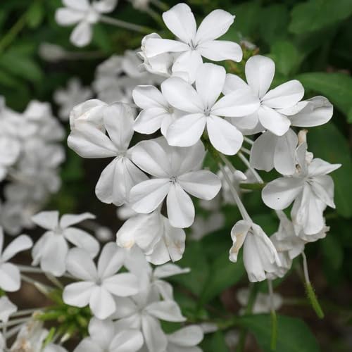 Plumbago Flower Seeds – Heirloom, Non-GMO, High Germination Organic Garden Seeds for Planting Seeds for Planting