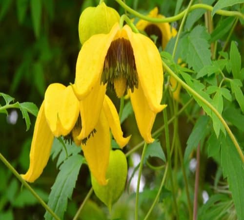 Yellow Clematis Flower Seeds – Heirloom, Non-GMO, High Germination Organic Garden Seeds