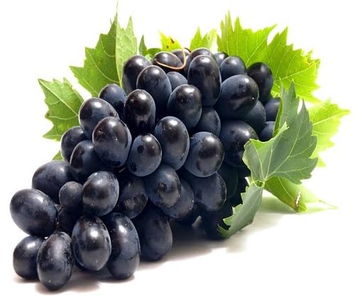 Black Grapes Seeds – Heirloom, Non-GMO, High Germination Organic Garden Seeds