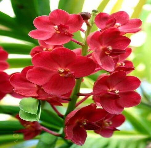 Red Orchid Flower Seeds for Planting (Heirloom, Non-GMO) High Germination Organic Garden Seeds