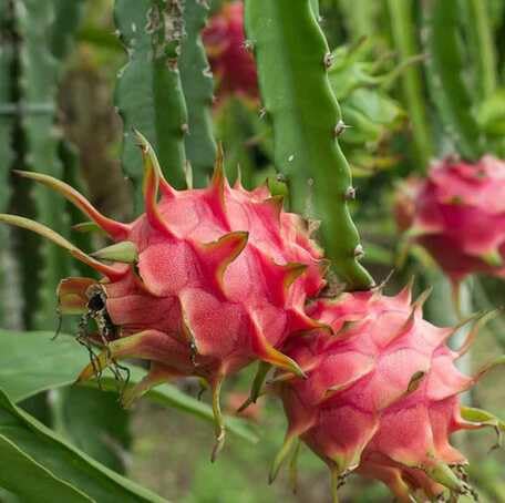 Pink Pitaya Seeds – Heirloom, Non-GMO, High Germination Organic Garden Seeds
