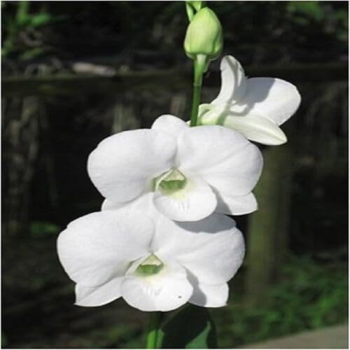 Phalaenopsis Flower Seeds White – Heirloom Non-GMO High Germination Organic Garden Seeds