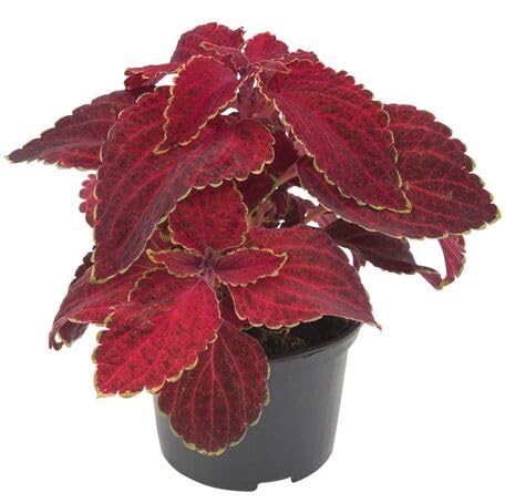 red coleus flower seeds