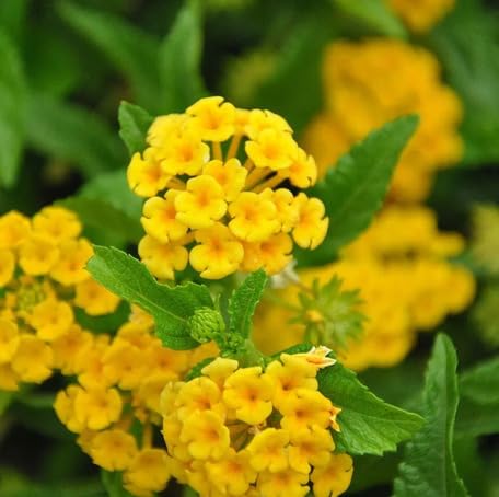 Yellow Lantana Flower Seeds – Heirloom Non-GMO High Germination Organic Seeds