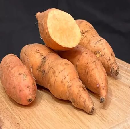 Brown Sweet Potato Seeds – Heirloom, Non-GMO, High Germination Organic Garden Seeds Planting