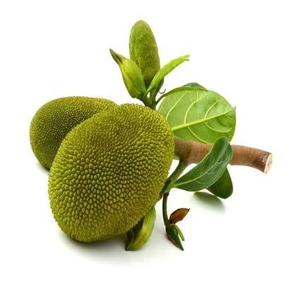 Green Jackfruit Seeds – Heirloom, Non-GMO, High Germination Organic Garden Seeds