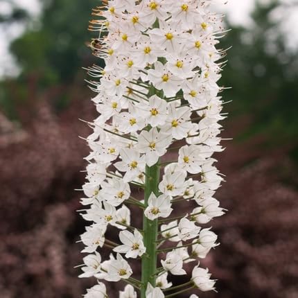 White Eremurus Flower Seeds Heirloom Non-GMO High Germination Organic Garden Seeds for Planting