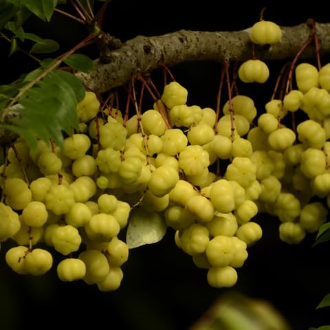 Amla Fruit Seeds – Heirloom, Non-GMO, High Germination Organic Garden Seeds