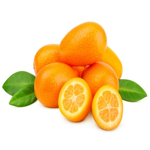 Orange Kumquat Seeds – Heirloom, Non-GMO, High Germination Organic Garden Seeds