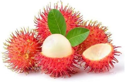 Red Rambutan Seeds – Heirloom, Non-GMO, High Germination Organic Garden Seeds