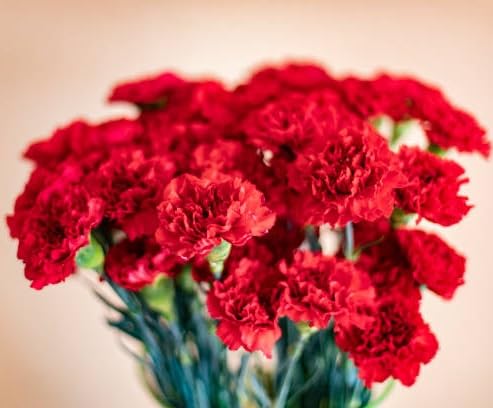 Red Carnation Flower Seeds – Heirloom, Non-GMO, High Germination Organic Garden Seeds for Planting Seeds for Planting