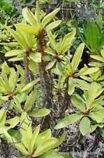 greeneuphorbiaduraniiheirloomnongmo flower seeds