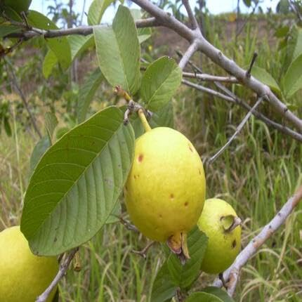 Yellow Psidium Cattleianum Seeds Heirloom Non-GMO High Germination Organic Garden Seeds for Planting