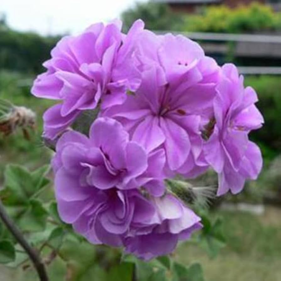 geranium pelargonium flower seeds