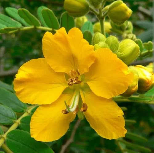 Retama Flower Seeds – Heirloom Non-GMO High Germination Organic Garden