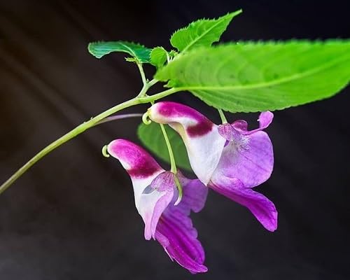 Poinsettia Blumensamen – Alte Sorte, gentechnikfrei, keimstark, Bio-Gartensamen zum Pflanzen