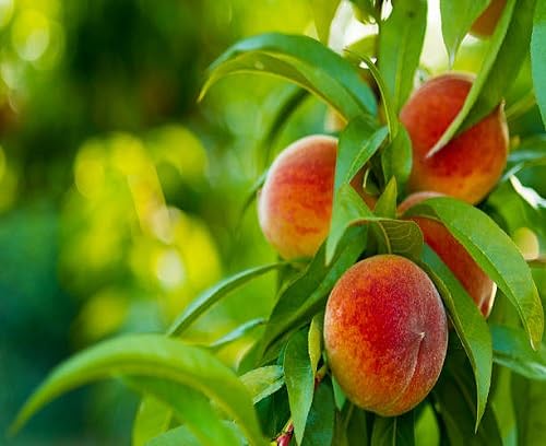 Peach Seeds – Heirloom, Non-GMO, High Germination Organic Garden Seeds