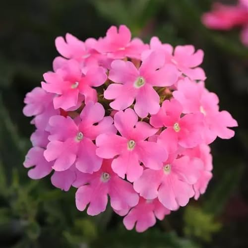Verbena Flower Seeds for Planting – Heirloom, Non-GMO, High Germination